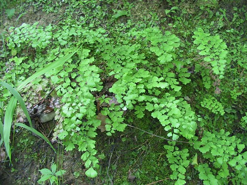 Adiantum capillus-veneris L. #2