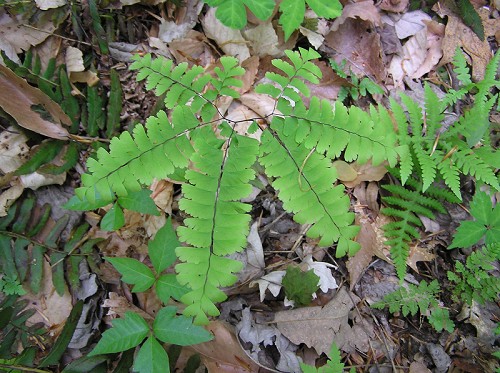 Adiantum pedatum L. #2