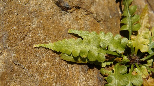 Asplenium pinnatifidum Nutt. #6