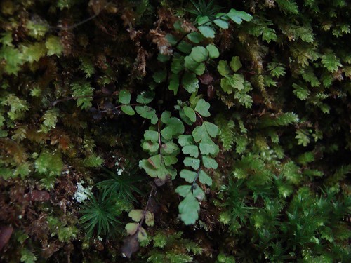 Asplenium trichomanes L. #3