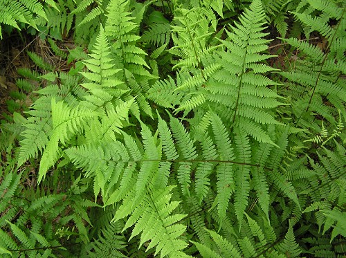 Athyrium filix-femina (L.) Roth ssp. asplenioides (Michx.) Hulten #1