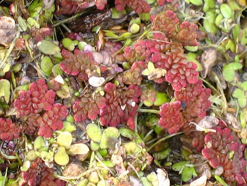 Azolla caroliniana Willd. #1