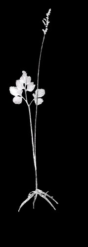 Botrychium biternatum (Sav.) Underwood #1