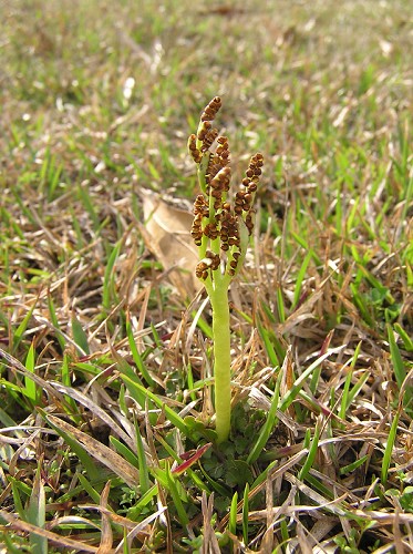 Botrychium lunarioides (Michx.) Sw. #5