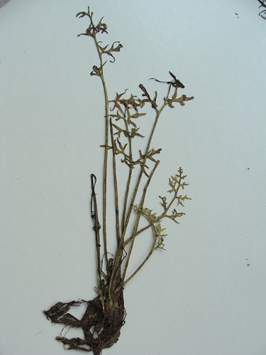 Ceratopteris thalictroides (L.) Brongn. #1