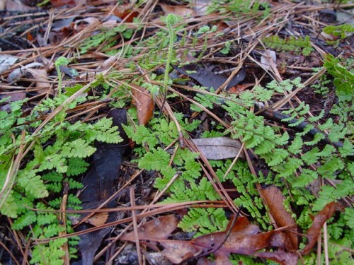 Cheilanthes lanosa (Michx.) D.C. Eat. #2