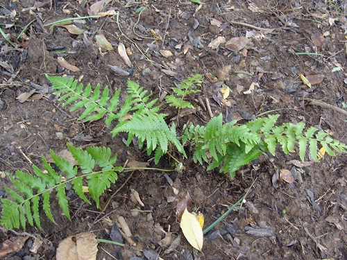 Dryopteris ludoviciana (Kunze) Small #3