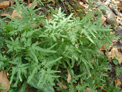 Lygodium japonicum (Thunb. ex Murr.) Sw. #4
