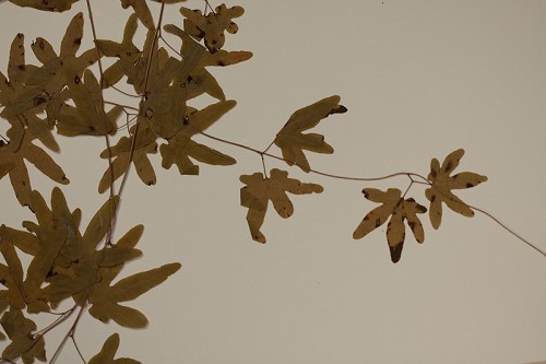 Lygodium palmatum (Bernh.) Sw. #1