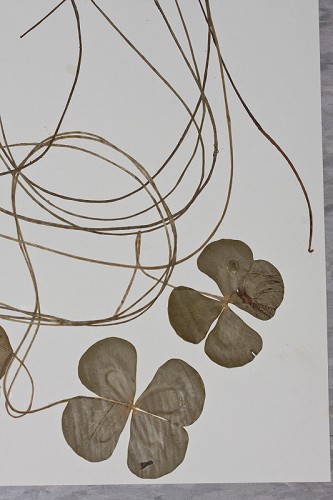 Marsilea mutica Mettenius #1