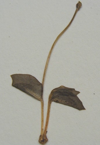 Ophioglossum nudicaule L. f. #3