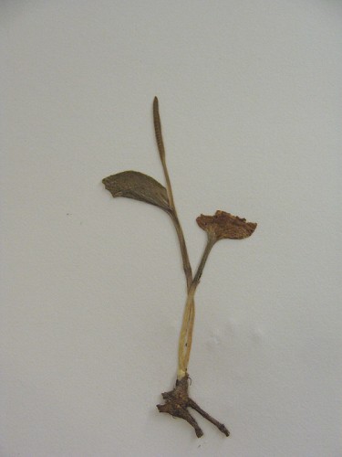Ophioglossum petiolatum Hook. #1