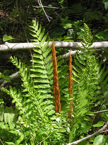 Osmunda cinnamomea L. #5