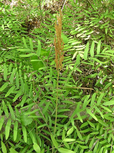 Osmunda regalis L. var. spectabilis (Willd.) Gray #3