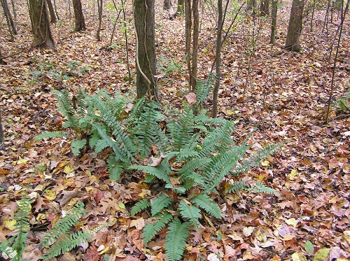 Polystichum acrostichoides (Michx.) Schott #3