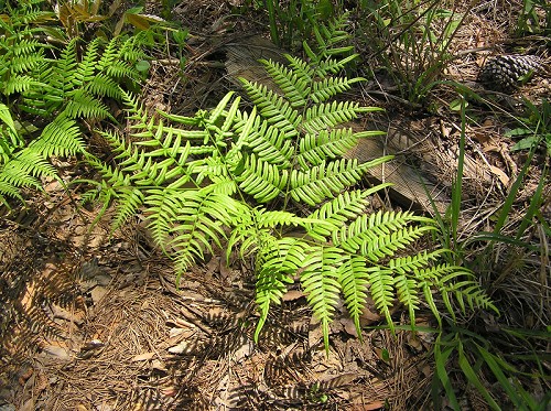 Pteridium aquilinum (L.) Kuhn #1