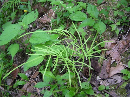 Pteris multifida Poir. #4