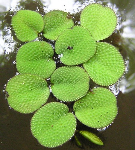 Salvinia minima Baker #4