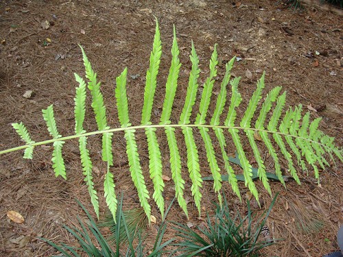 Thelypteris dentata (Forsk.) E. St. John #5