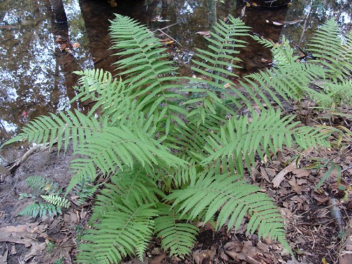 Thelypteris hispidula (Dcne.) C.F. Reed var. versicolor (R.P. St. John) Lellinger #4