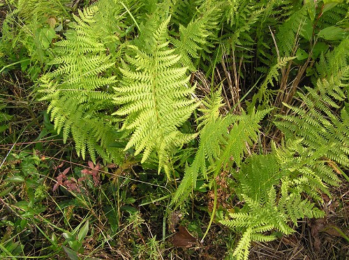 Thelypteris palustris Schott var. pubescens (Lawson) Fern. #6