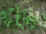 Southern maidenhair fern,<BR>Venus'-hair fern