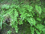 Southern maidenhair fern,<BR>Venus'-hair fern