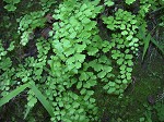 Southern maidenhair fern,<BR>Venus'-hair fern