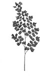 Southern maidenhair fern,<BR>Venus'-hair fern