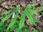 Northern maidenhair fern