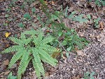 Northern maidenhair fern