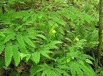Northern maidenhair fern