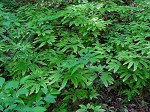 Northern maidenhair fern
