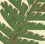 Northern maidenhair fern