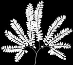 Northern maidenhair fern