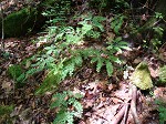 Northern maidenhair fern