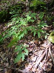 Northern maidenhair fern