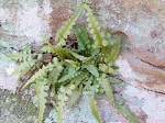 Lobed spleenwort