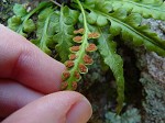 Lobed spleenwort