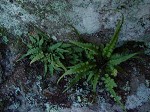 Lobed spleenwort