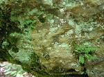 Lobed spleenwort