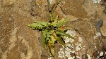 Lobed spleenwort