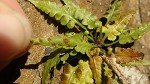 Lobed spleenwort