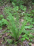 Ebony spleenwort,<BR>Brown-stem spleenwort