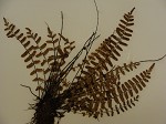 black-stemmed spleenwort