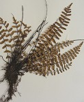 black-stemmed spleenwort