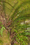 black-stemmed spleenwort