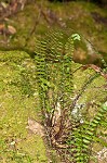 black-stemmed spleenwort