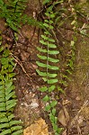 black-stemmed spleenwort