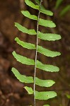 black-stemmed spleenwort